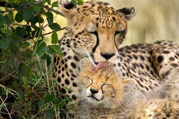 Kenya-Masai Mara National Reserve Cheetah mother grooming cub